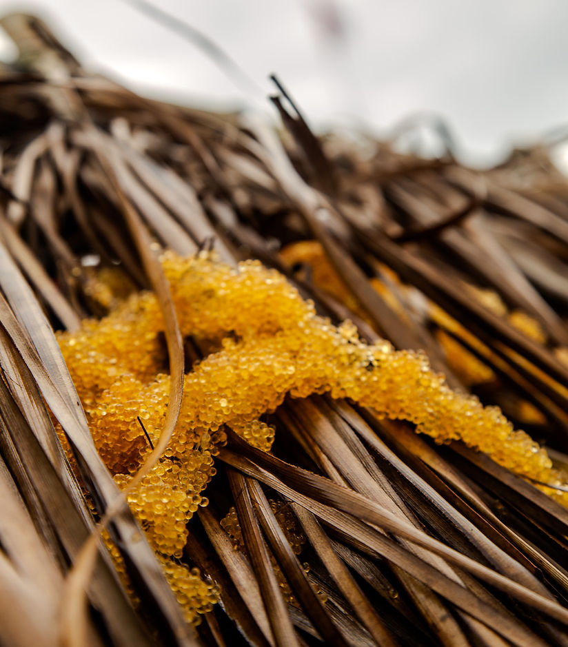 PT. Sindabad Marine Pioneer
